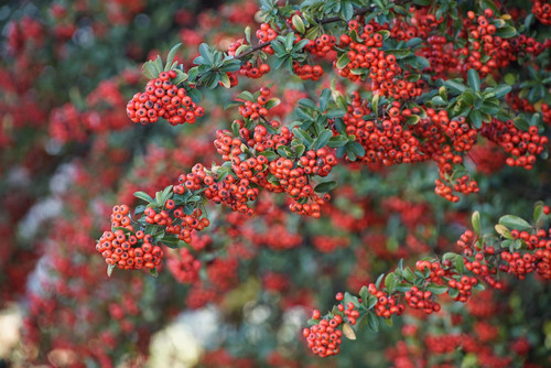 Pyracantha Red Column Evergreen Shrub 5-6ft Extra Large Instant Impact By Direct Plants