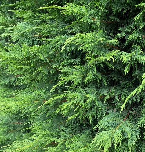12x Green Leylandii Cupressocyparis Leylandii Hedging Trees 4-5ft Supplied in 3 Litre Pots