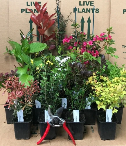 Mixed Garden Shrub Selection, Pack of 5 Established Plants Supplied in 9cm Pots