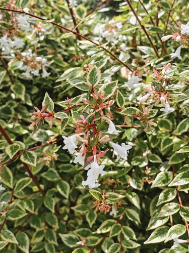 Abelia grandiflora Confetti Shrub, Supplied in 3L Pot by Direct Plants