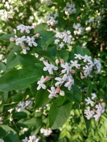 Abelia mosa. Monia Shrub, Supplied in 3L Pot by Direct Plants