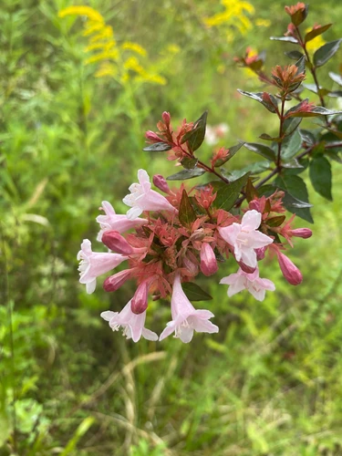 Abelia grandiflora Raspberry Profusion Shrub, Supplied in 3L Pot by Direct Plants