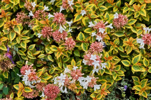Abelia grandiflora Kaleidoscope Shrub, Supplied in 3L Pot by Direct Plants