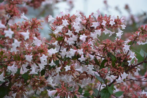 Abelia grandiflora Edward Goucher Shrub, Supplied in 3L Pot by Direct Plants