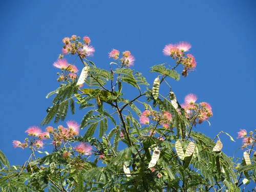 Albizia Ombrella Bourbri Silk Tree Shrub, Supplied in 3L Pot by Direct Plants