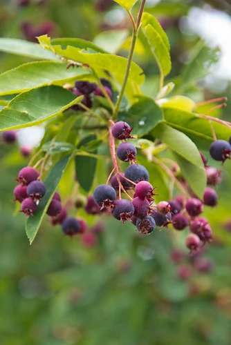 Amelanchier Smokey Serviceberry Shrub, Supplied in 3L Pot by Direct Plants