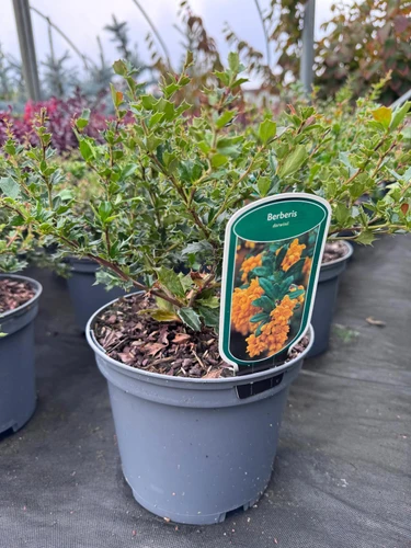 Berberis darwinii Barberry Shrub, Supplied in 3L Pot by Direct Plants
