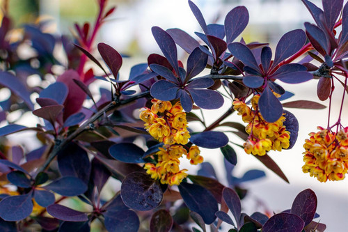 Berberis thunbergii atropurpurea Japanese Barberry Shrub, Supplied in 3L Pot by Direct Plants
