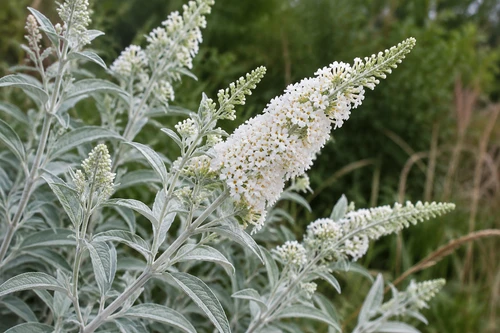 Buddleja Silver Anniversary Butterfly Bush Shrub, Supplied in 3L Pot by Direct Plants