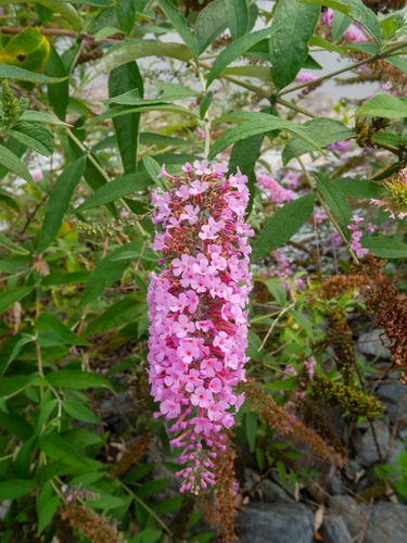 Buddleja davidii Butterfly Candy Little Pink Butterfly Bush Shrub, Supplied in 3L Pot by Direct Plants