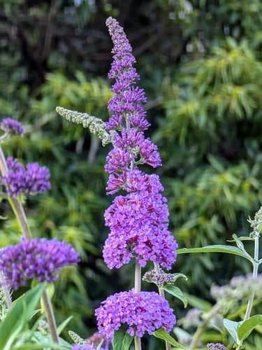 Buddleja Buzz Indigo Butterfly Bush Shrub, Supplied in 3L Pot by Direct Plants
