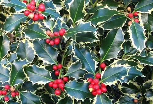 Ilex Argentea Marginata Holly Shrub, Supplied in 3L Pot by Direct Plants