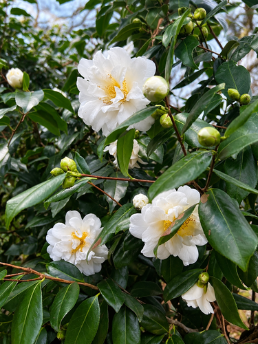Camellia japonica Silver Anniversary Shrub, Supplied in 3L Pot by Direct Plants