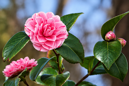 Camellia japonica Happy Birthday Shrub, Supplied in 3L Pot by Direct Plants
