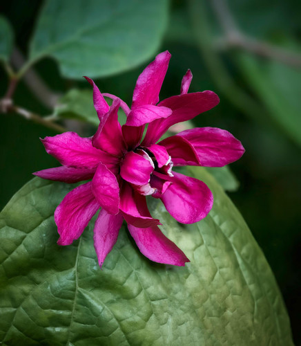 Calycanthus raulstonii Hartlage Wine Sweetbush Shrub, Supplied in 3L Pot by Direct Plants