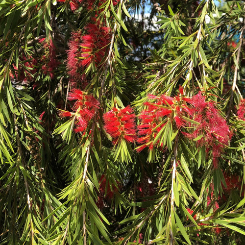 Callistemon viminalis Inferno Yanferno Weeping Bottlebrush Shrub, Supplied in 3L Pot by Direct Plants