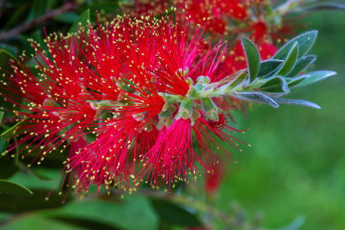 Callistemon citrinus Splendens Bottlebrush Shrub, Supplied in 3L Pot by Direct Plants