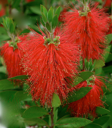 Callistemon citrinus Bottlebrush Shrub, Supplied in 3L Pot by Direct Plants