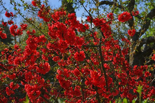 Chaenomeles speciosa Scarlet Storm Flowering Quince Shrub, Supplied in 3L Pot by Direct Plants