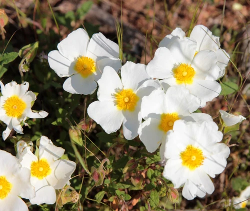 Cistus Florentinus Florentine Rock Rose Shrub, Supplied in 3L Pot by Direct Plants