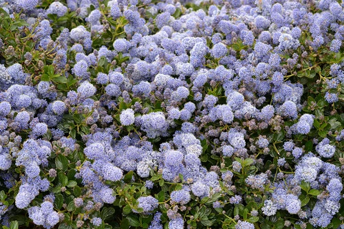 Ceanothus Gloire de Versailles California Lilac Shrub, Supplied in 3L Pot by Direct Plants