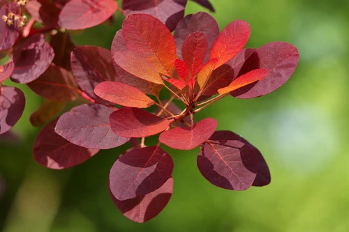 Cotinus coggygria Flamissimo Smoke Bush Shrub, Supplied in 3L Pot by Direct Plants
