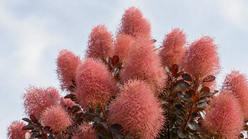Cotinus coggygria Magical Torch Smoke Bush Shrub, Supplied in 3L Pot by Direct Plants