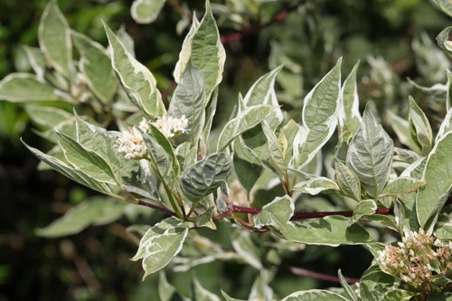 Cornus alba Elegantissima Dogwood Shrub, Supplied in 3L Pot by Direct Plants