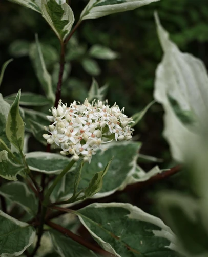 Cornus alba Ivory Halo Dogwood Shrub, Supplied in 3L Pot by Direct Plants
