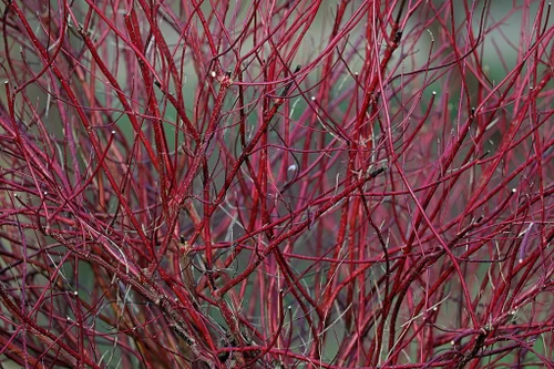 Cornus alba Sibirica Dogwood Shrub, Supplied in 3L Pot by Direct Plants