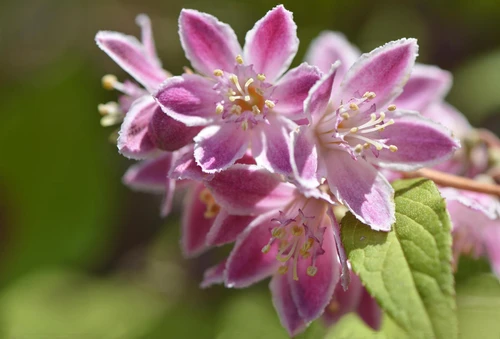 Deutzia Tourbillon Rouge Shrub, Supplied in 3L Pot by Direct Plants