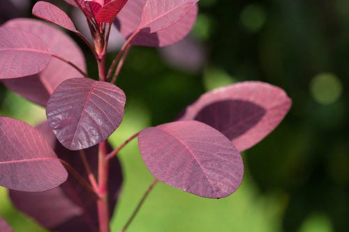 Cotinus coggygria Lilla Smoke Bush Shrub, Supplied in 3L Pot by Direct Plants