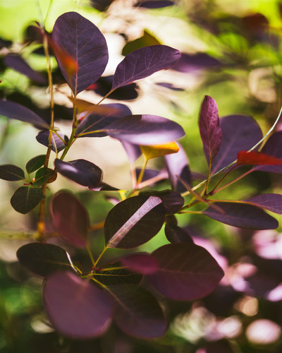 Cotinus coggygria Dusky Maiden Smoke Bush Shrub, Supplied in 3L Pot by Direct Plants