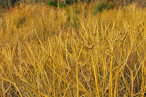 Cornus stolonifera Flaviramea Golden Twig Dogwood Shrub, Supplied in 3L Pot by Direct Plants