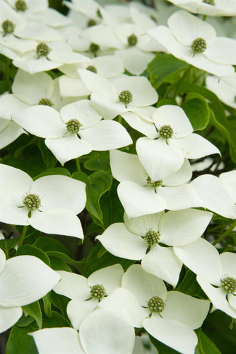Cornus kousa Flower Tower Japanese Flowering Dogwood Shrub, Supplied in 3L Pot by Direct Plants