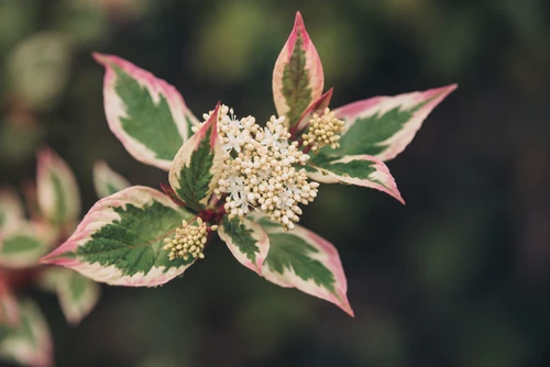 Cornus alba Miracle Dogwood Shrub, Supplied in 3L Pot by Direct Plants