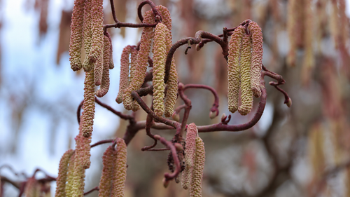 Corylus Red Majestic Purple Corkscrew Hazel Shrub, Supplied in 3L Pot by Direct Plants