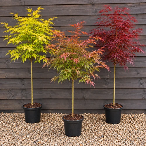 Acer Jerre Schwartz 4ft XL Patio Japanese Maple Standard Tree 7.5L Pot By Direct Plants