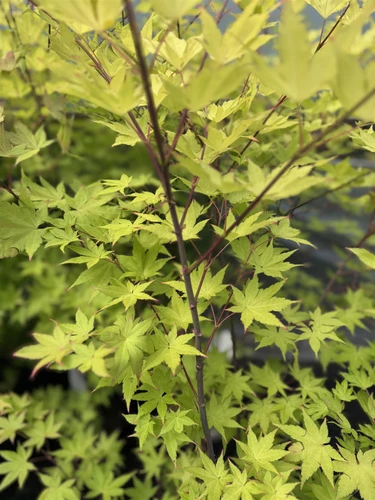 Acer Summer Gold 2-3ft Large Golden Japanese Maple Tree 5L Pot By Direct Plants
