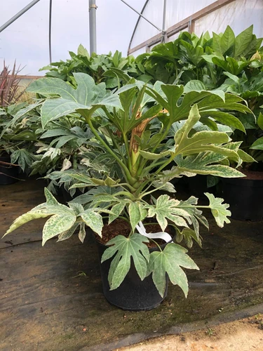 Fatsia Spider’s Web 4ft+ XL Variegated Japanese Evergreen Shrub 7.5L Pot By Direct Plants