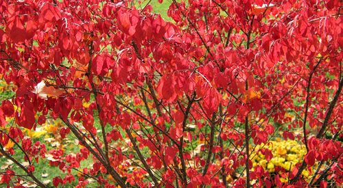 Euonymus alatus Compactus Winged Spindle, Burning Bush Shrub, Supplied in 3L Pot by Direct Plants
