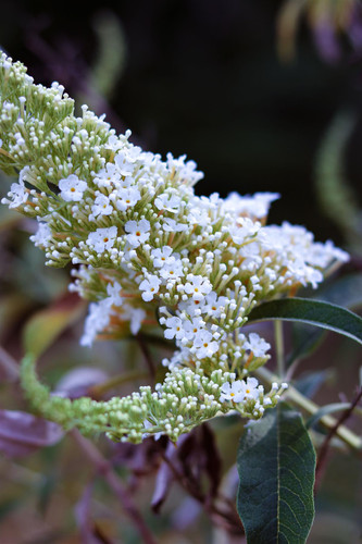 Buddleja davidii Butterfly Candy Little White Shrub, Supplied in 3L Pot by Direct Plants