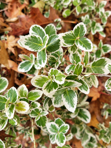Euonymus fortunei Silver Queen Spindle Shrub, Supplied in 3L Pot by Direct Plants