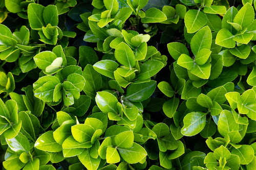 Griselinia littoralis Green Horizon New Zealand Privet Shrub, Supplied in 3L Pot by Direct Plants