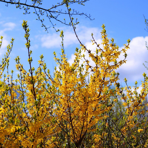 Forsythia Lynwood Gold Golden Bell Shrub, Supplied in 3L Pot by Direct Plants