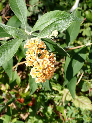 Buddleja weyeriana Flower Power Shrub, Supplied in 3L Pot by Direct Plants