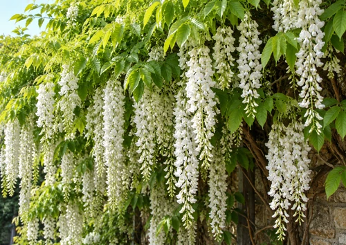 Wisteria Alba White 6ft XXL Flowering Climbing Plant 7.5L Pot – Instant Gardening By Direct Plants