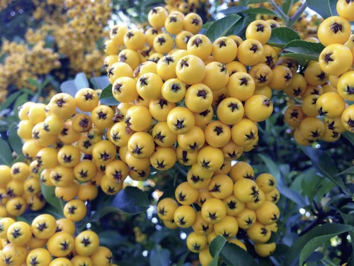 12x Pyracantha Soleil d’Or 2-3ft Evergreen Security Hedging By Direct Plants