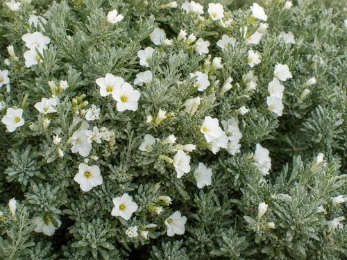 6x Convolvulus Cneorum Large Silver Evergreen Flowering Shrubs 2/3L Pots By Direct Plants