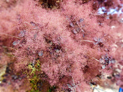 Cotinus Royal Purple Smoke Bush 4ft XL Purple Foliage Shrub 5L Pot – Instant Gardening By Direct Plants